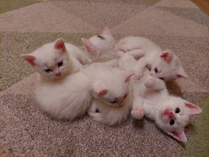 Котята под Тарту. (3 фото из 4)