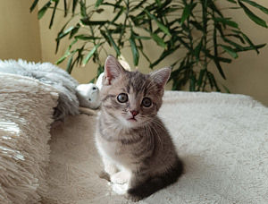 Котёнок, девочка 2 месяца ищет себе любящую семью. (1 фото из 10)