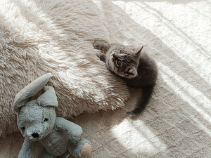 Котёнок, девочка 2 месяца ищет себе любящую семью. (3 фото из 10)