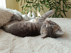 Котёнок, девочка 2 месяца ищет себе любящую семью. (4 фото из 10)