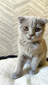 Scottish fold kassipoeg (2 foto / 4)