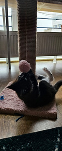 Kassipoeg Maine Coon (2 foto / 9)
