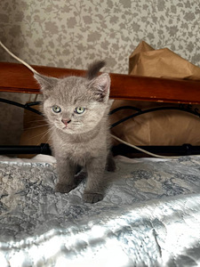 Продам котят девочка и мальчик породы Skittish steith 2месяц (1 фото из 9)