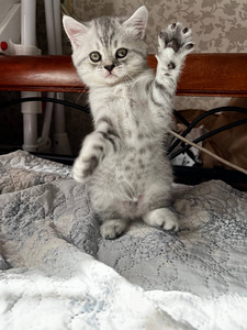 Продам котят девочка и мальчик породы Skittish steith 2месяц (5 фото из 9)