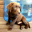 Шоколадный щенок Лабрадор ретривер (фото #1)