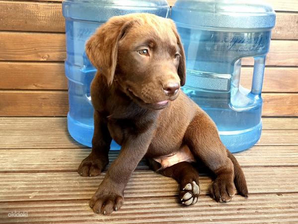 Шоколадный щенок Лабрадор ретривер (фото #1)