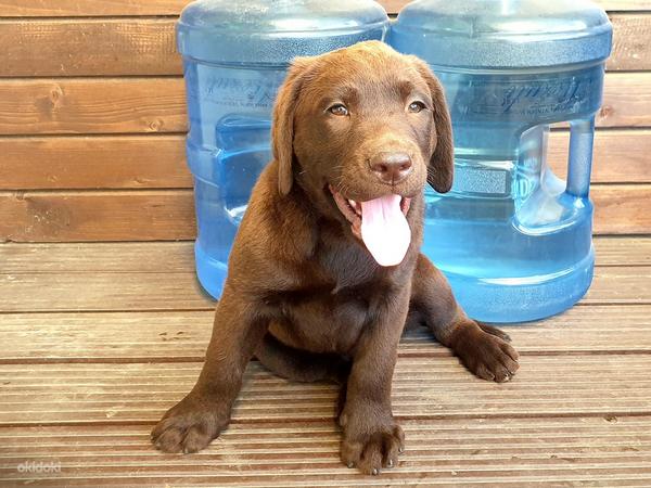 Шоколадный щенок Лабрадор ретривер (фото #5)