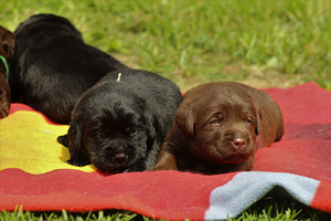 Labradori retriiveri kutsikad (5 foto / 10)