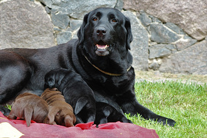 Labradori retriiveri kutsikad (2 foto / 10)