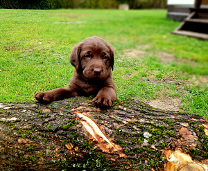 Labradori retriiveri kutsikad (2 foto / 8)