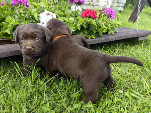 Šokolaadivärvi labradori retriiveri kutsikad (5 foto / 10)