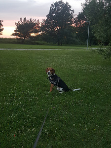 Beagle otsib sõbrannat (2 foto / 3)