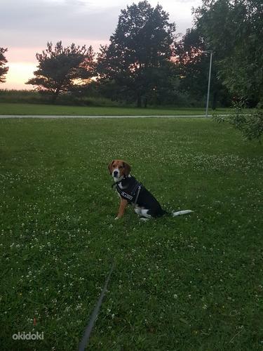 Beagle otsib sõbrannat (foto #2)