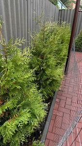 ТУИ BRABANT / THUJA BRABANT (1 фото из 3)
