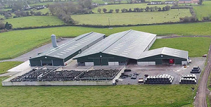 Работать на молочной ферме в Ирландии!