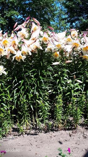 Лилии высокорослые- клубни (фото #2)