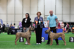 Cane Corso kutsikad suurepärase sugupuuga (2 foto / 4)