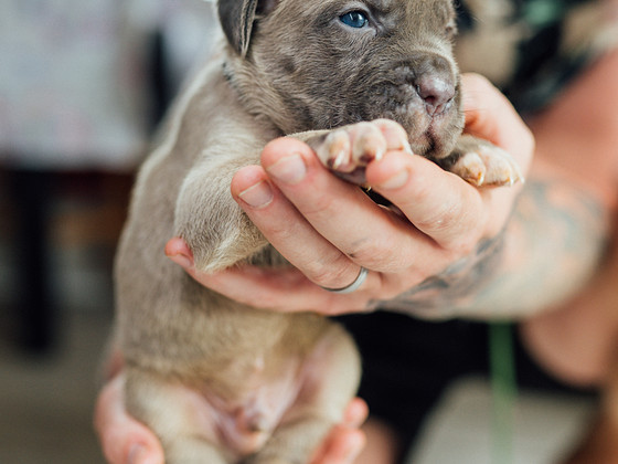 Cane Corso kutsikad