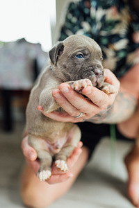 Щенки Cane Corso (1 фото из 6)