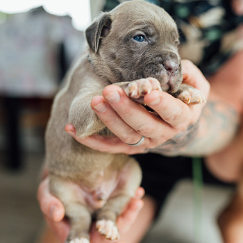 Щенки Cane Corso
