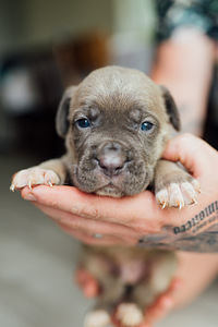 Щенки Cane Corso (2 фото из 6)