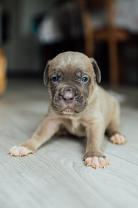 Щенки Cane Corso (3 фото из 6)