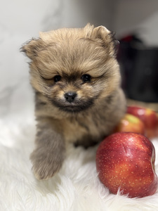 Pomeranian spitsi kutsikad (4 foto / 4)