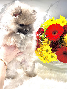 Pomeranian spits (2 foto / 4)