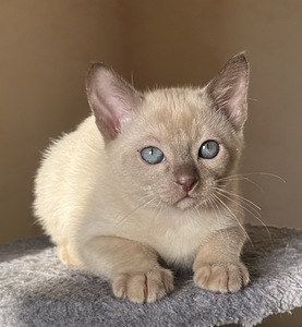 Котята тонкинезы. (6 фото из 9)