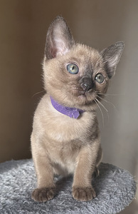 Котята тонкинезы. (8 фото из 9)