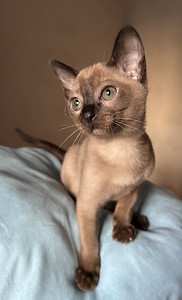 Котенок Тонкинез (2 фото из 8)