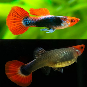 Tuxedo Koi Guppy (Young Pair) (1 foto / 1)