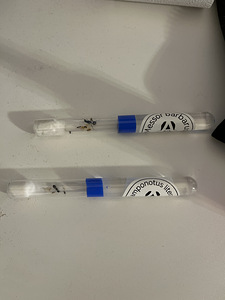Sipelgad (Messor&Camponotus) (1 foto / 1)