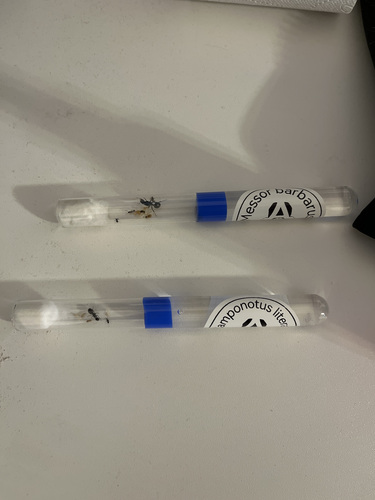 Sipelgad (Messor&Camponotus)
