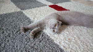 Scottish fold, saksa joon kutsub paarituma. (2 foto / 3)