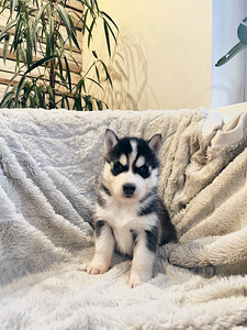 Husky Pennut (2 valokuva sivusta 10)