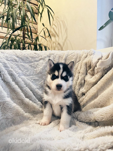 Husky Pennut (2 sivusta 10)