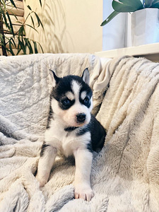 Husky Pennut (5 valokuva sivusta 10)