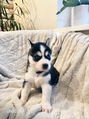 Husky Pennut (5 sivusta 10)