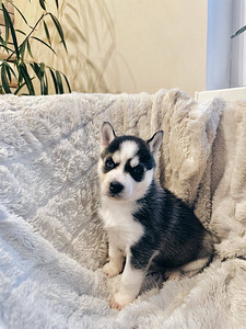 Husky Pennut (8 valokuva sivusta 10)