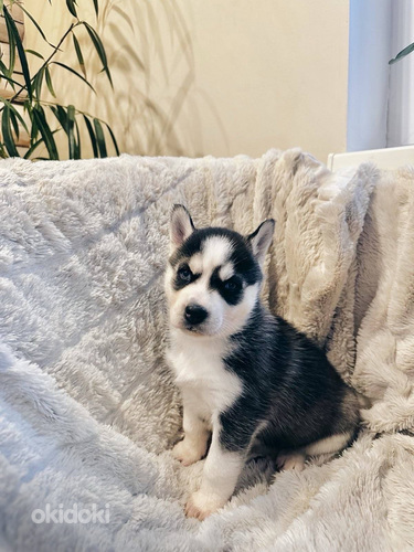 Husky Pennut (8 sivusta 10)