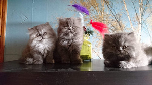 Персидские котята (6 фото из 10)