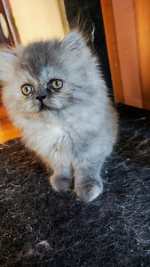 Персидские котята (7 фото из 10)