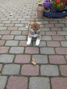 Akita - inu (7 foto no 9)