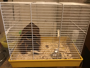 Hamster puuriga (3 foto / 3)