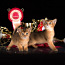 Абиссинские котята (фото #3)