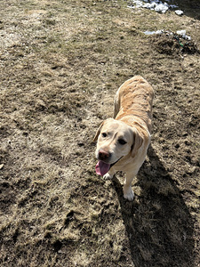 Labrador (5 foto / 5)