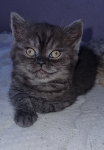 Шотландская прямоухая кошечка