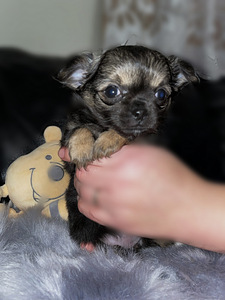 Chihuahua kutsikad (3 foto / 9)