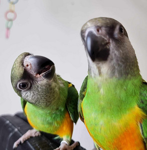 Senegali papagoi